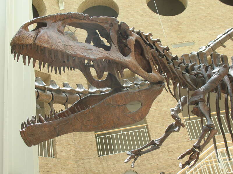 Giganotosaurus skull_2122