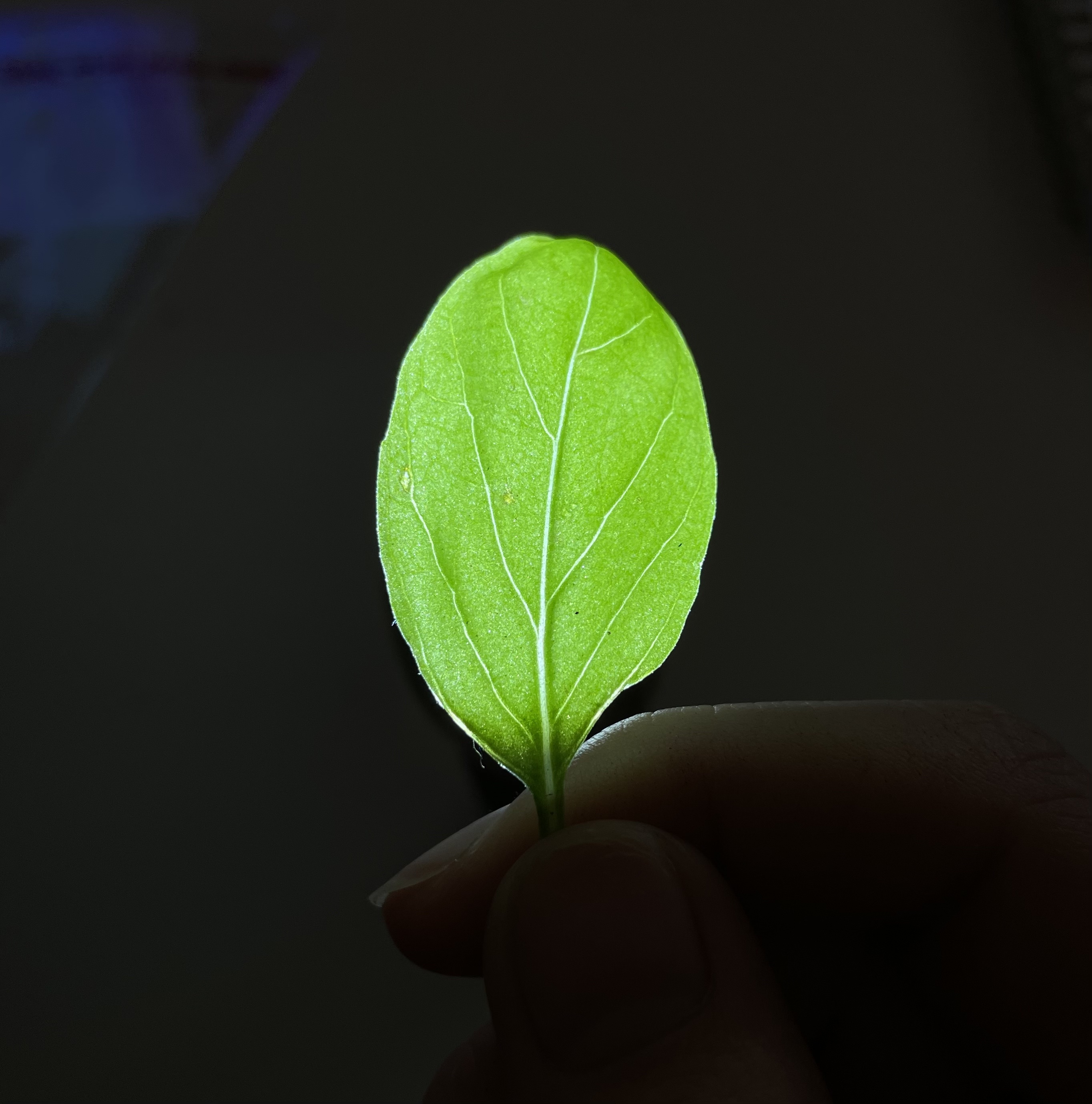 basil lead with back lighting