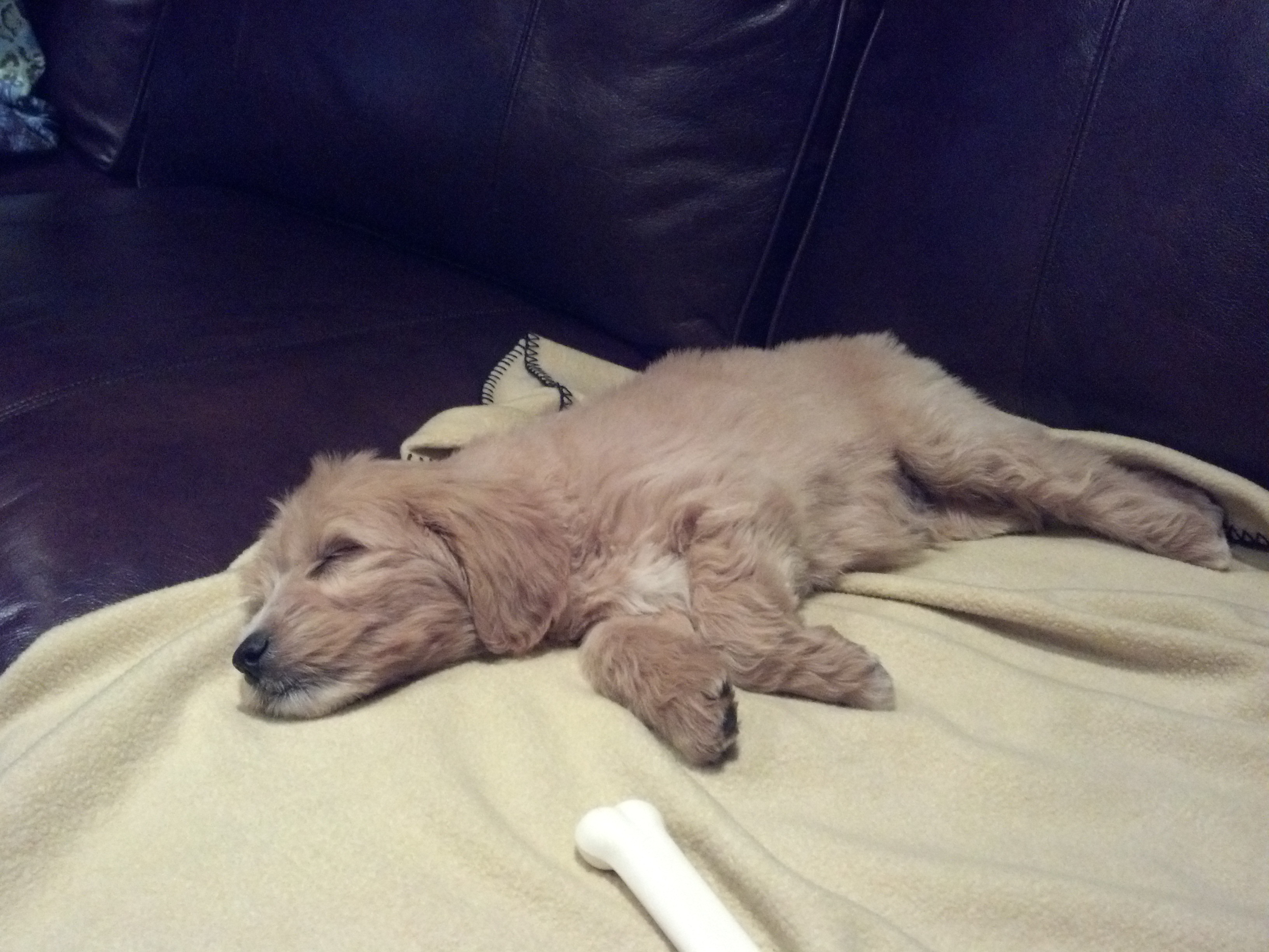 Picture of a Golden-doodle puppy at 9 weeks of age.