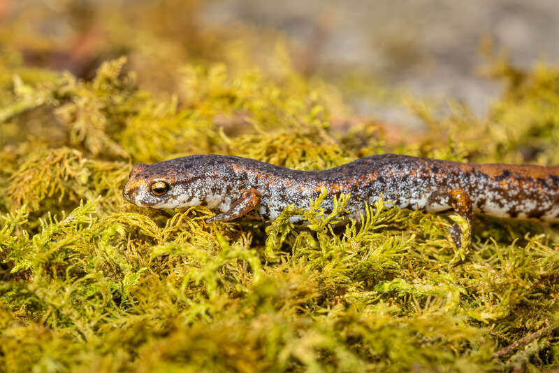 Four-toed Salamander (Hemidactylium scutatum)