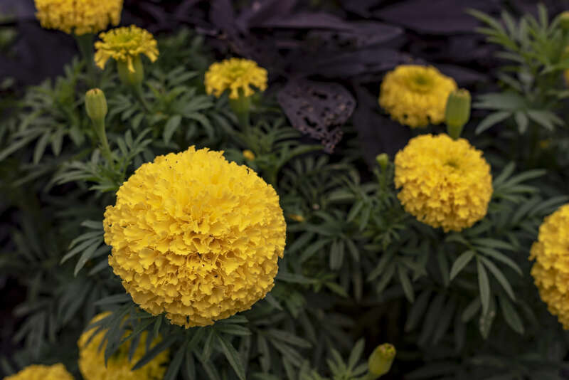 The flower in bloom of a Tagetes erecta found in Innis Woods Metro Park.