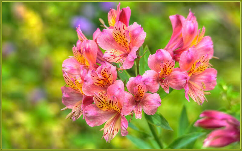 
500px provided description: A nice cluster in front of some color. [#flowers ,#spring ,#flower ,#bokeh ,#pink ,#close up ,#blossom ,#sigma 120-400]