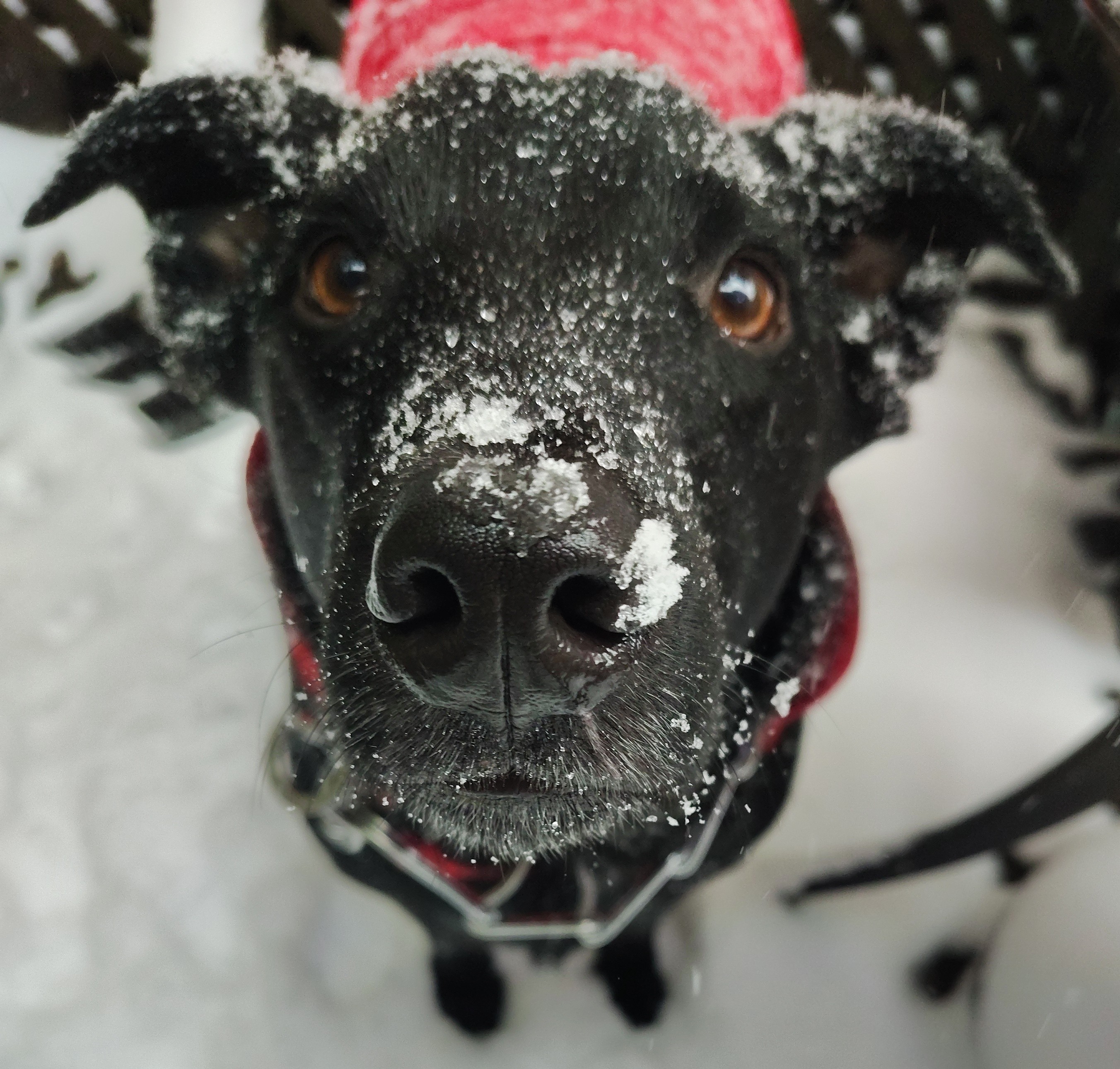 Jackson, my  3-year old rescue dog, half Labrador Retriever and half Border Collie, bred for this weather, enjoys his first snow day in patio of Le Bon Temps Roule, at Magazine Street and Bourdeaux, New Orleans, on morning of January 21, 2025.