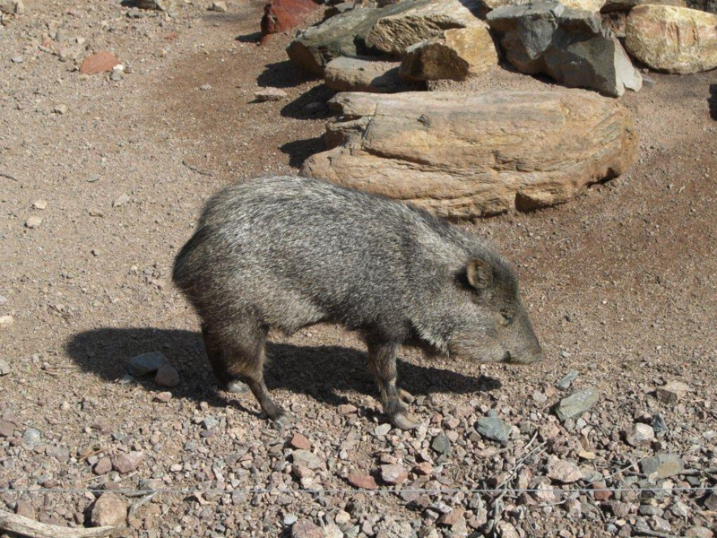 A collared peccary, also known as a javelina, in Phoenix, Arizona
