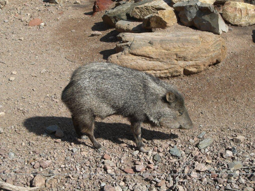 A collared peccary, also known as a javelina, in Phoenix, Arizona