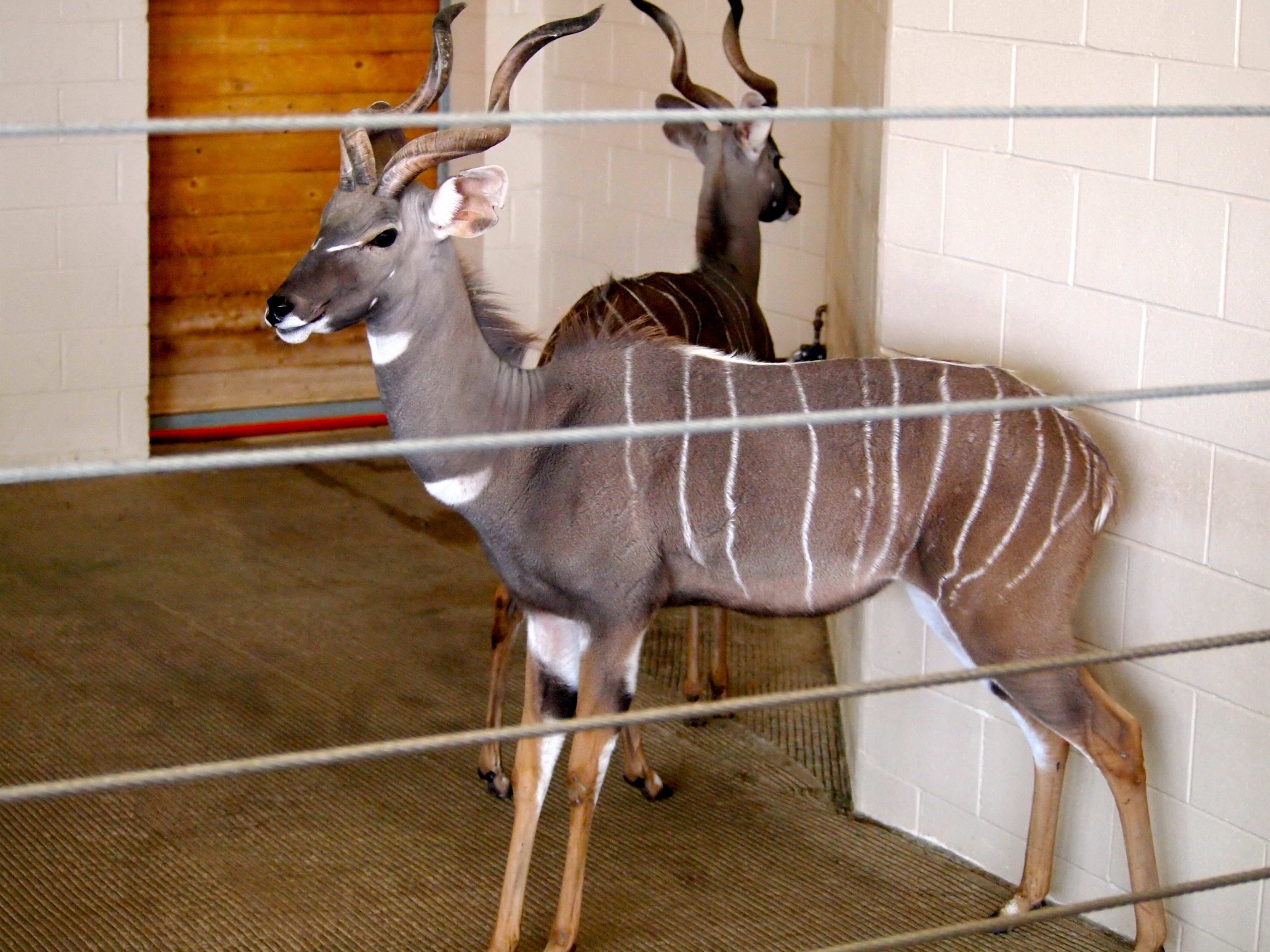 Kudu
