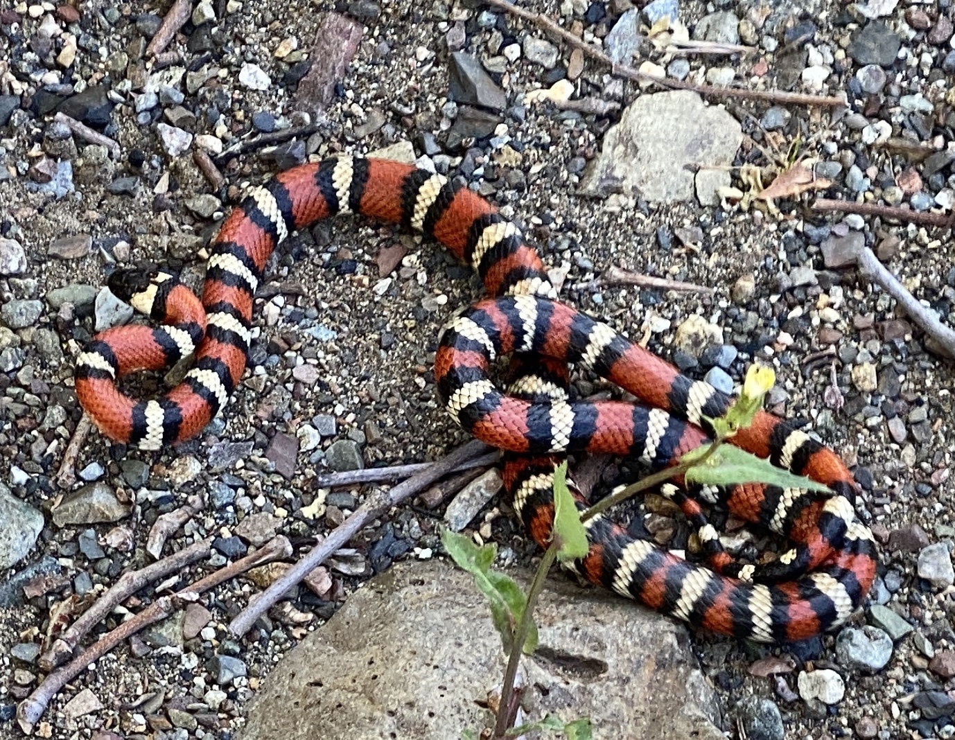 Coast Mountain Kingsnake (Lampropeltis multifasciata). Species of reptile.