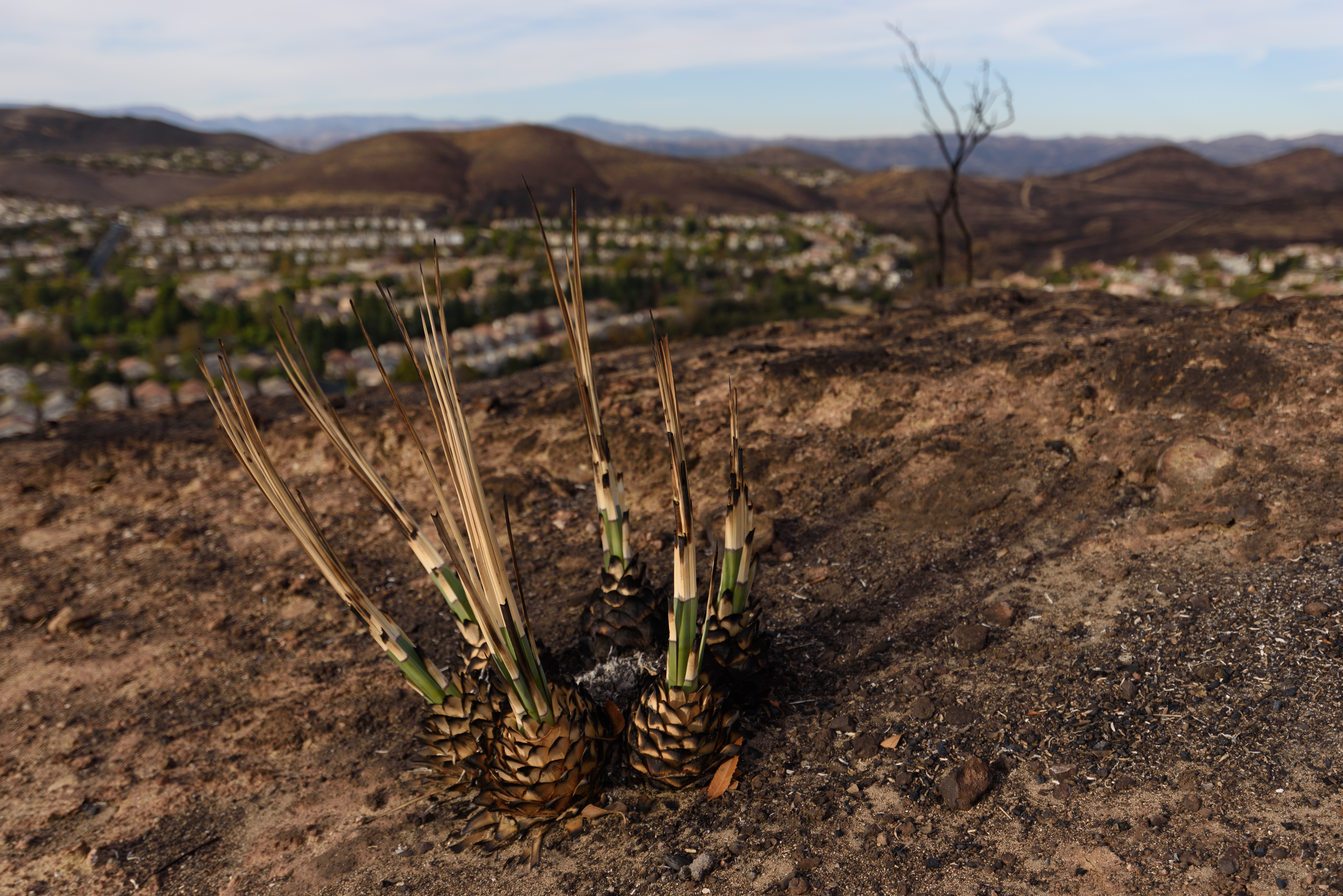 Dead tree, Oakbrook Vista Trail, Lang Ranch Open Space, Thousand Oaks, California, shortly after the Woolsey Fire.