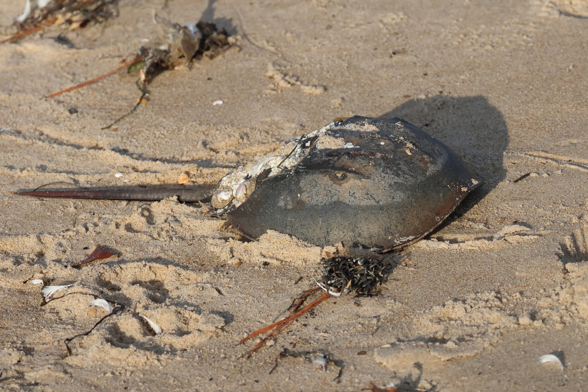 Atlantic Horseshoe Crab (Limulus polyphemus) in the United States