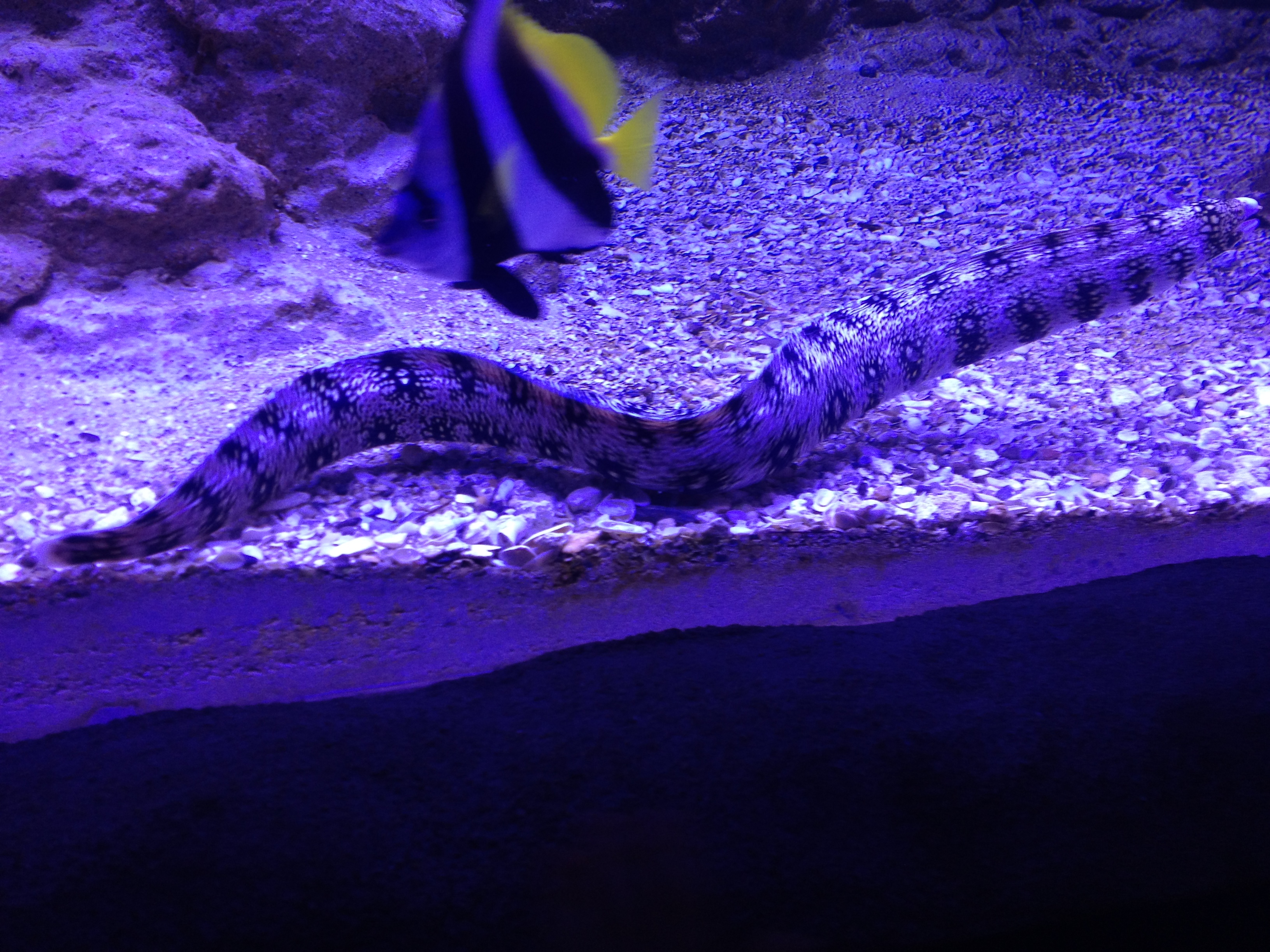 loveland aquarium