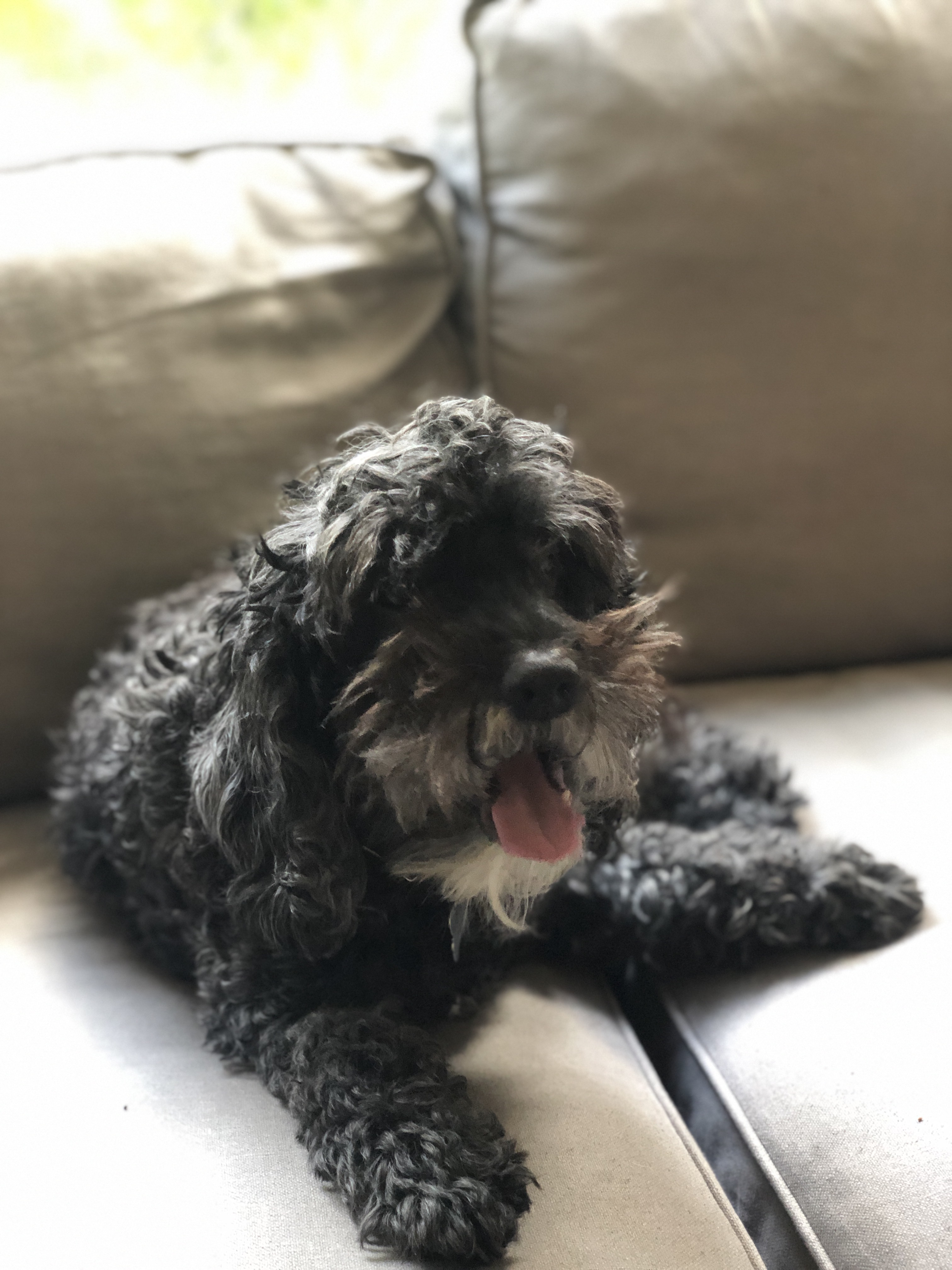 Cocker spaniel / poodle dog, 20 lbs, 15 years old