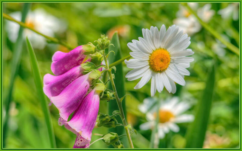 
500px provided description: Happy Flowers!! [#yellow ,#flowers ,#spring ,#color ,#flower ,#bokeh ,#close-up ,#pink ,#daisy ,#sigma 105 ,#foxglove]