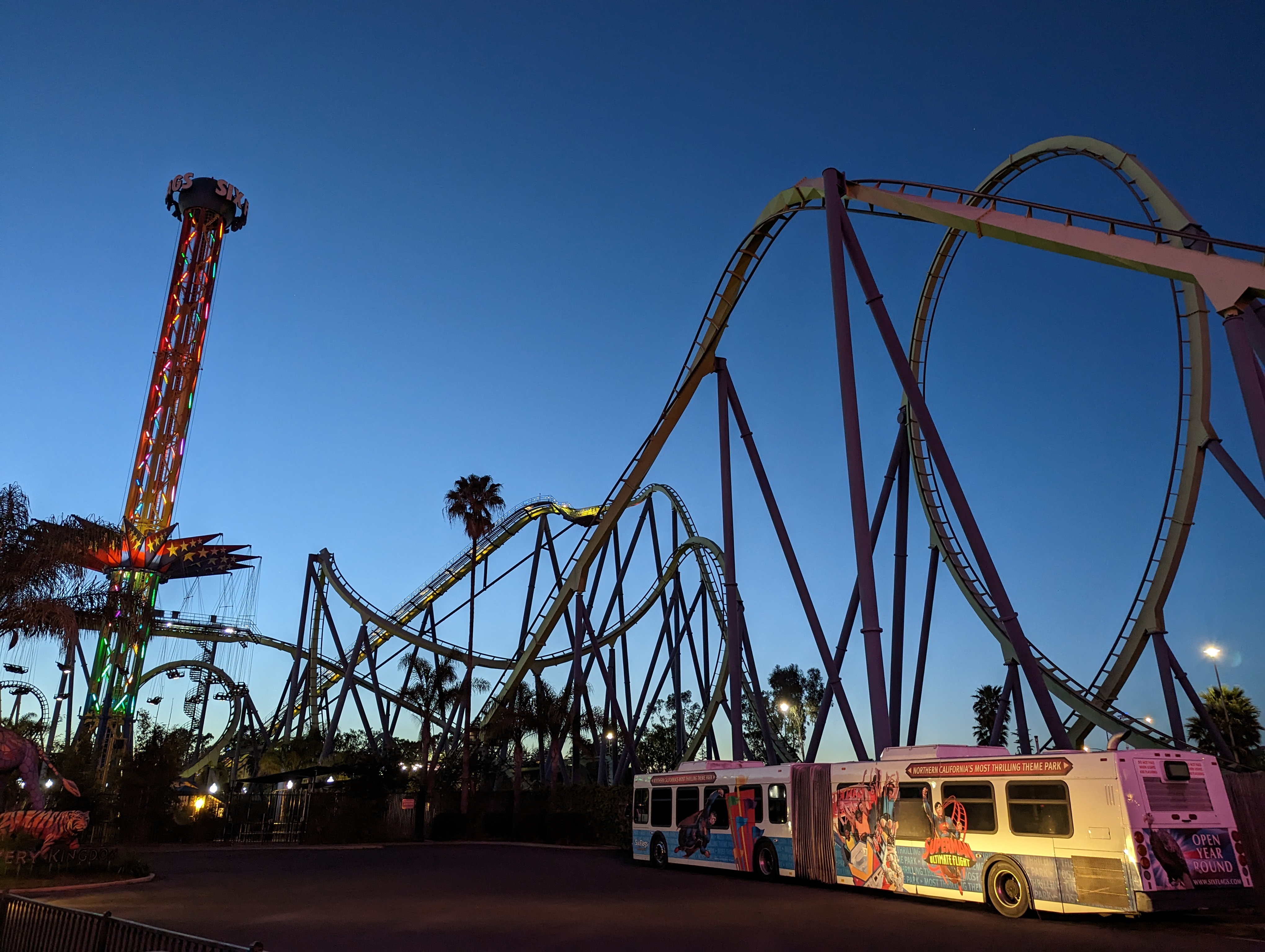 Medusa at night.