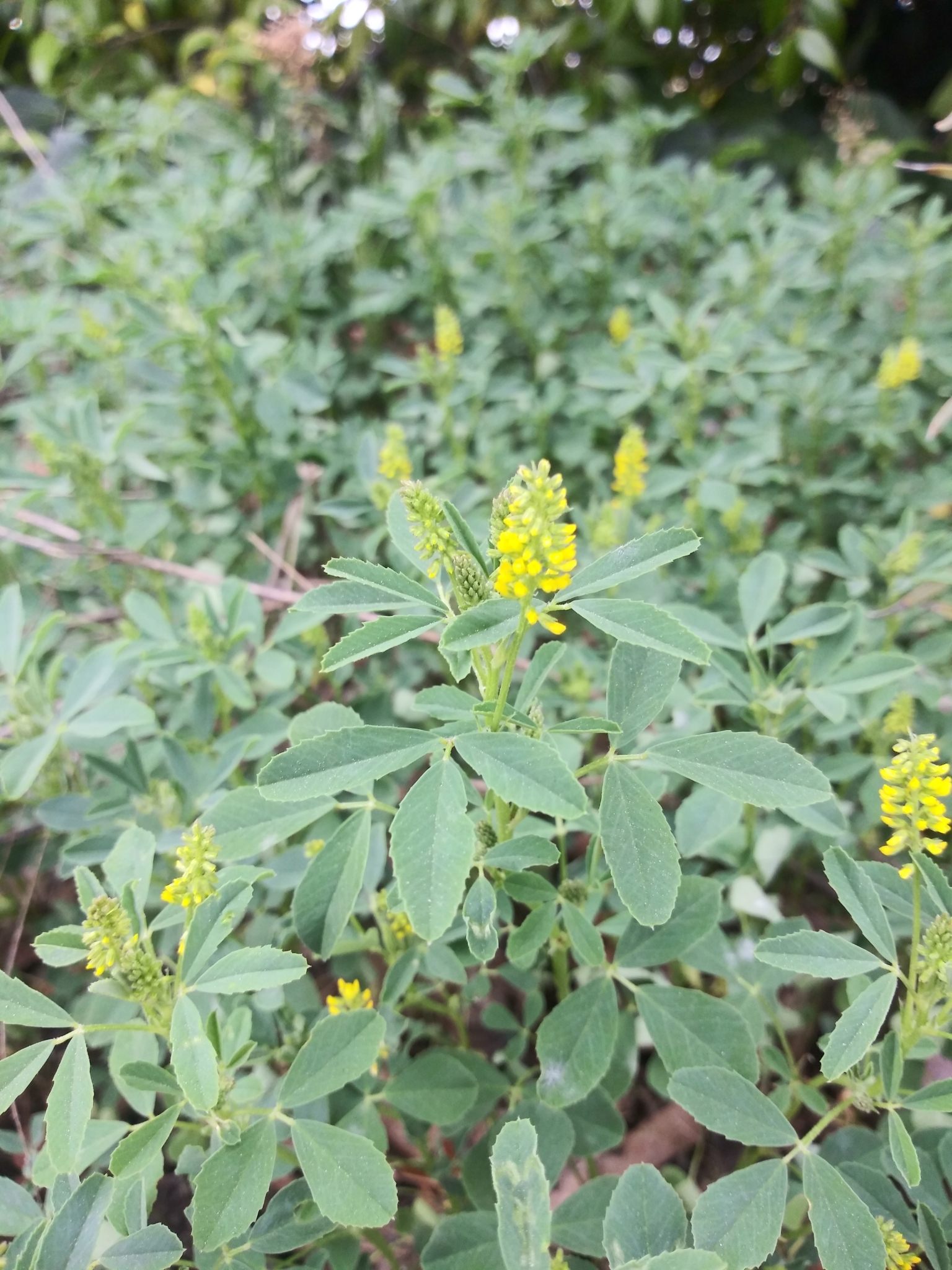 Melilotus indicus