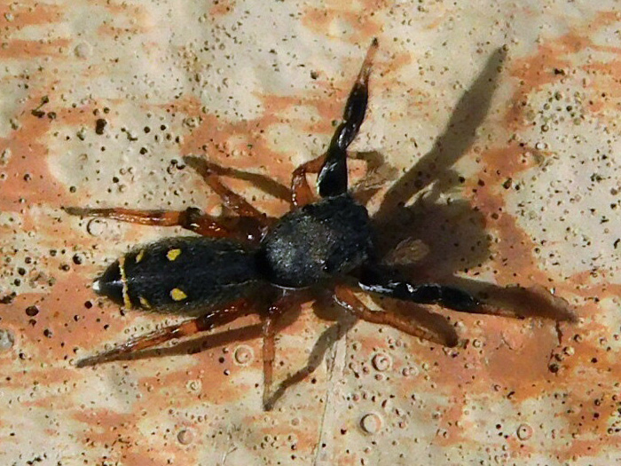 Metacyrba punctata in Florida