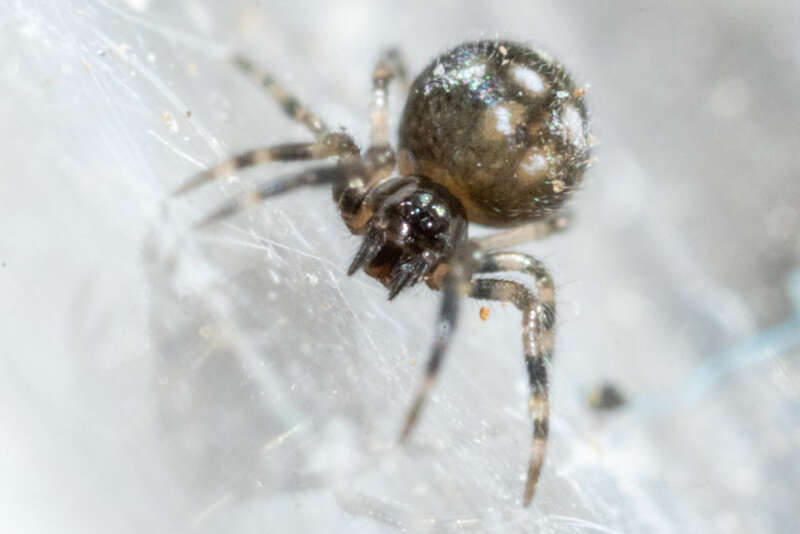Microdipoena guttata in the United States