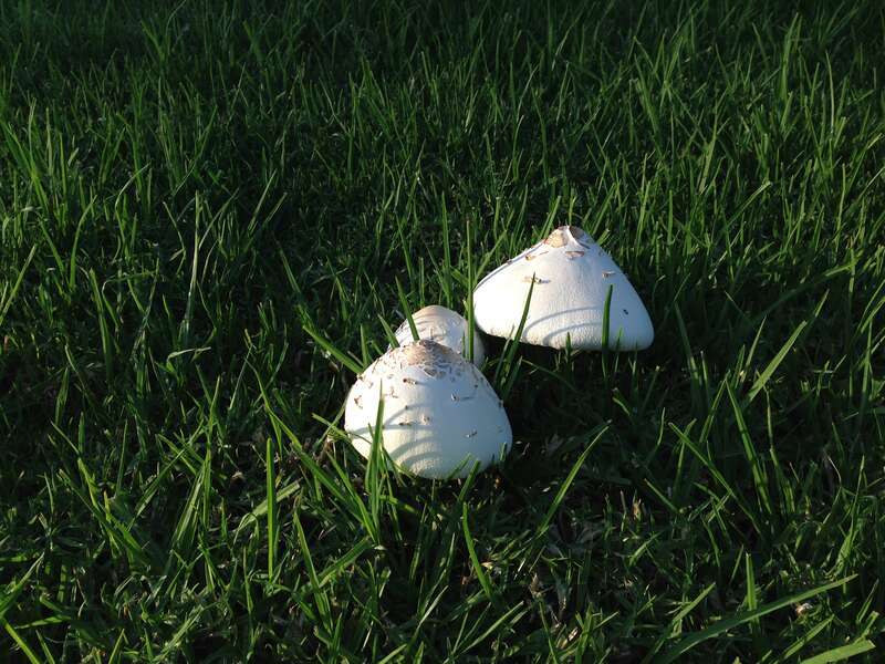 Mushrooms