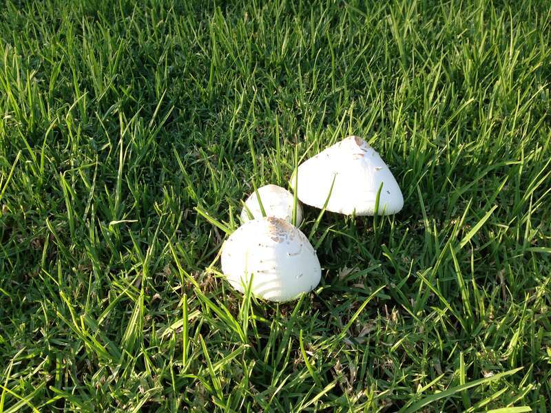 Mushrooms