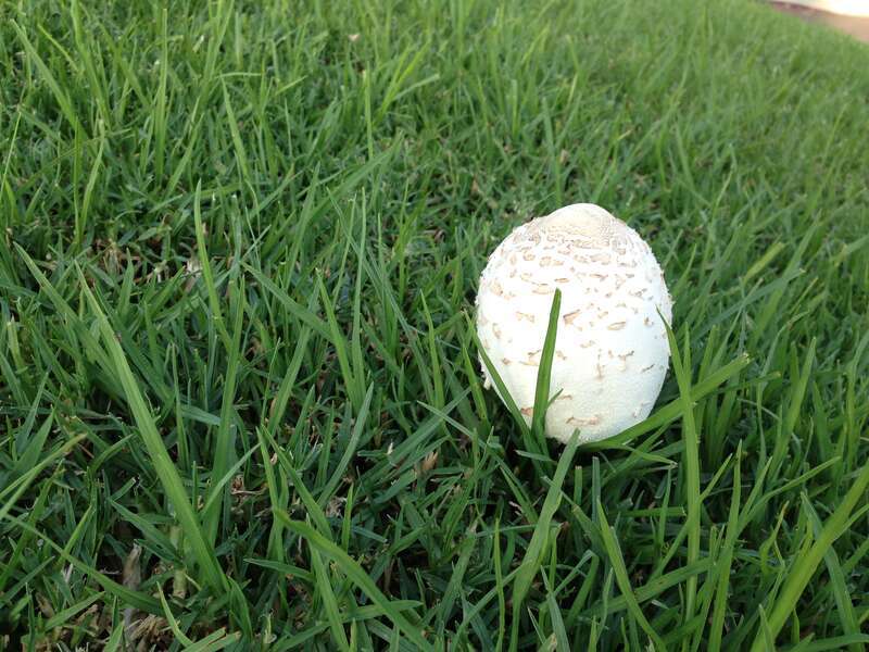 Mushrooms