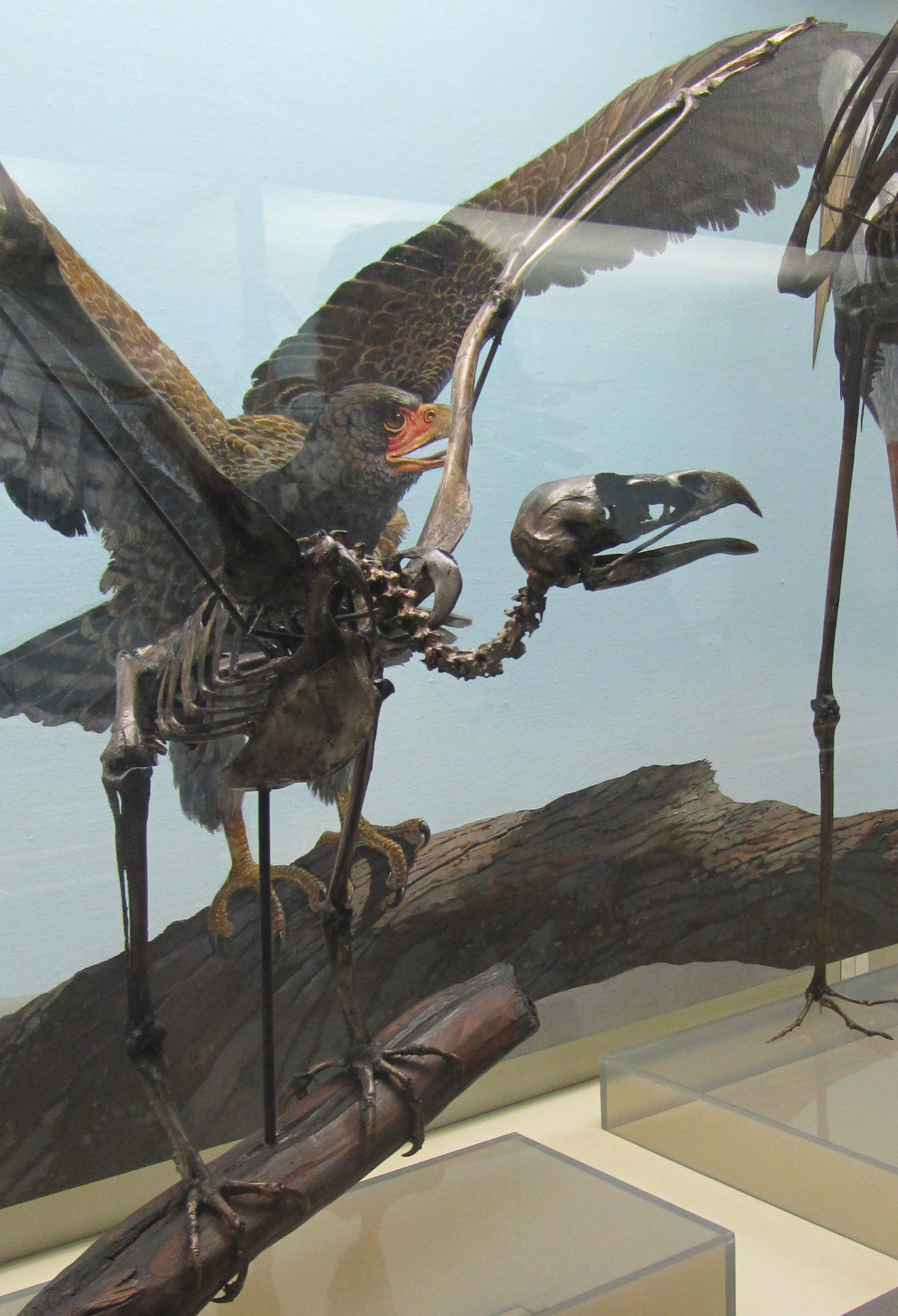 Neogyps errans

This extinct eagle was about the size of the living Golden Eagle