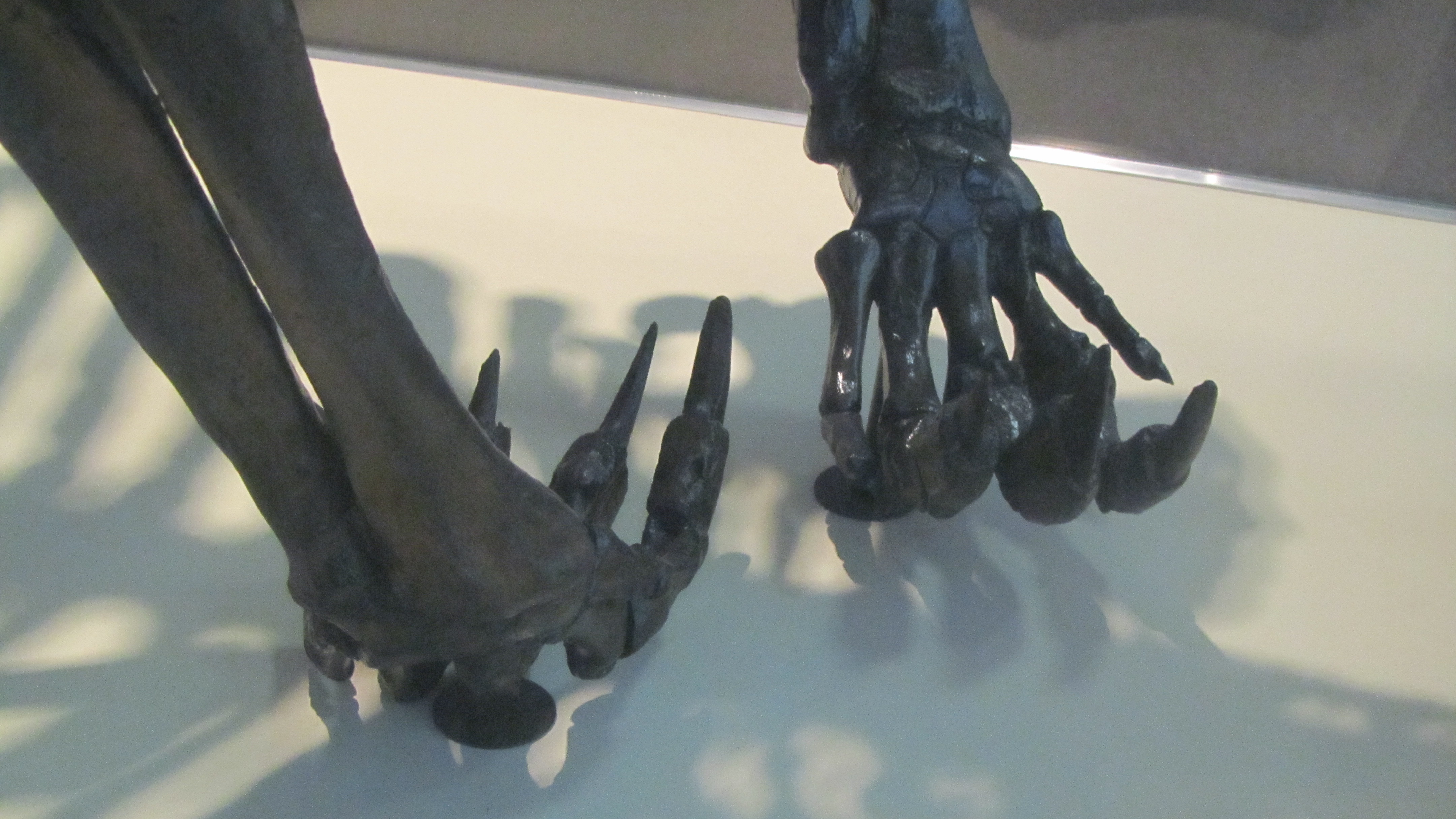 Ground sloth claws