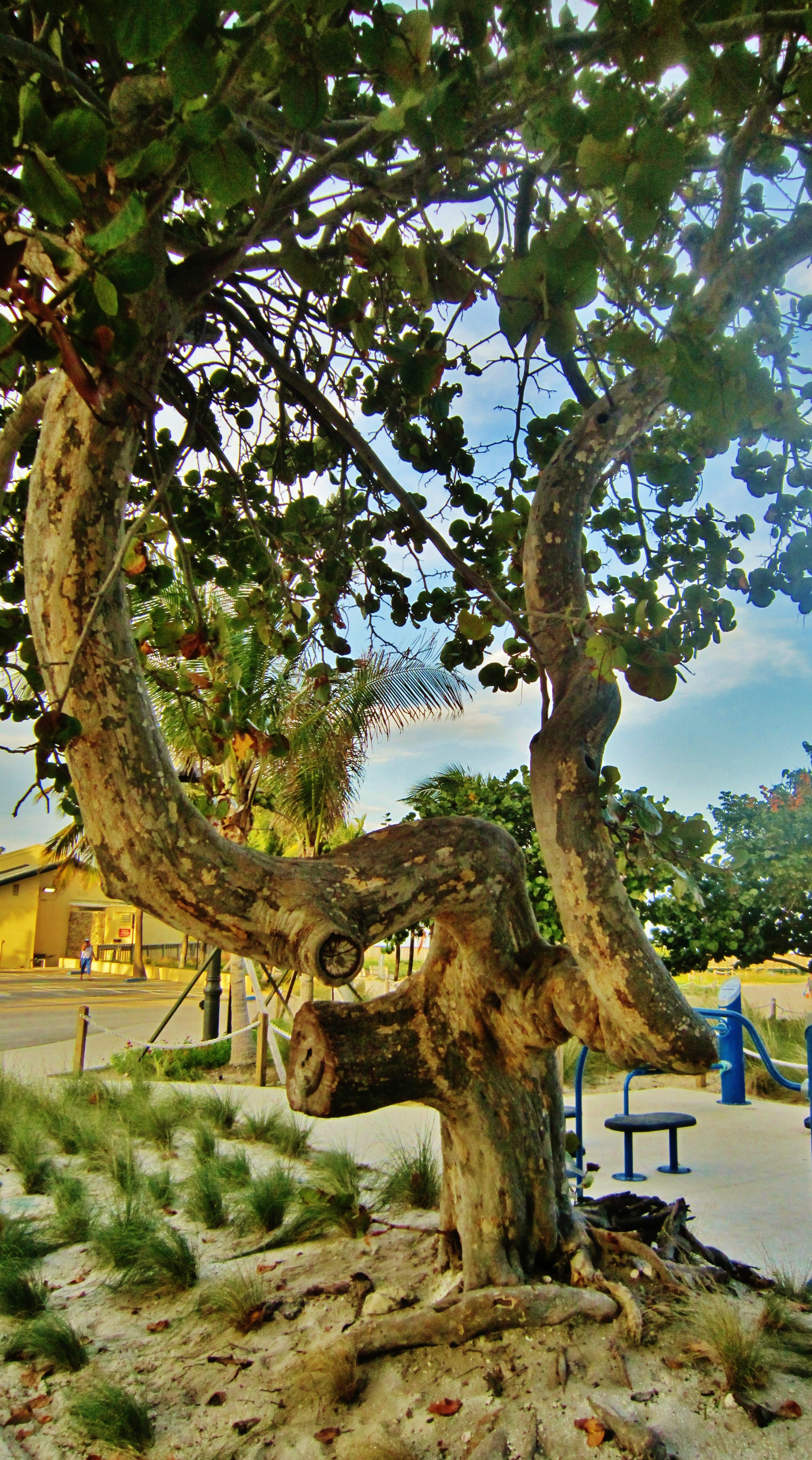 Old tree on Pompano Beach, Florida. / Le bon vieil arbre tient bon sur la plage.