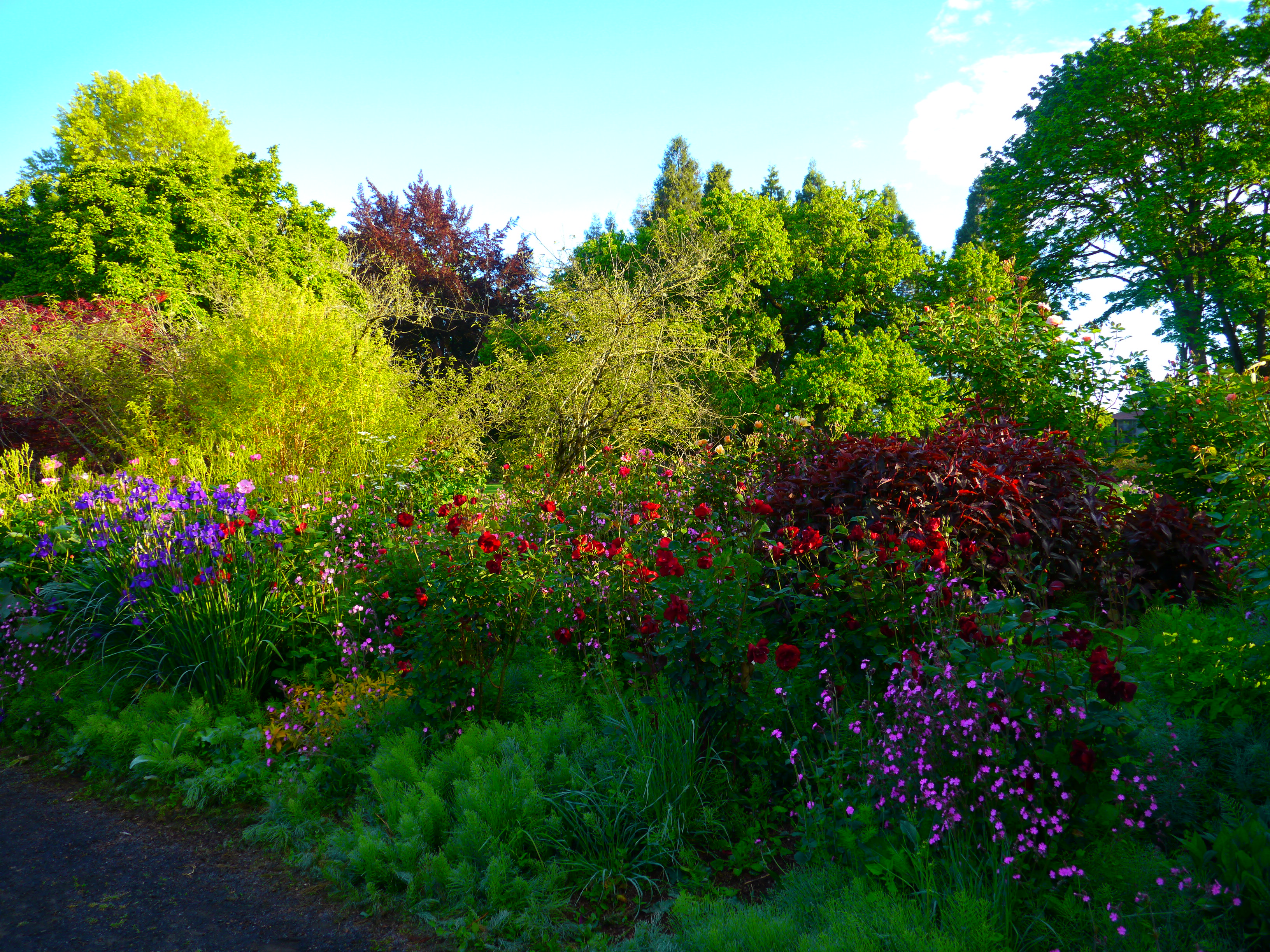 Nestled next to the Willamette River near the Washington/Jefferson Street bridge is the eight and a half-acre park known as Owen Rose Garden. In 1951, George E. Owen, a former Eugene city councilor and lumberman, donated five acres with his house to