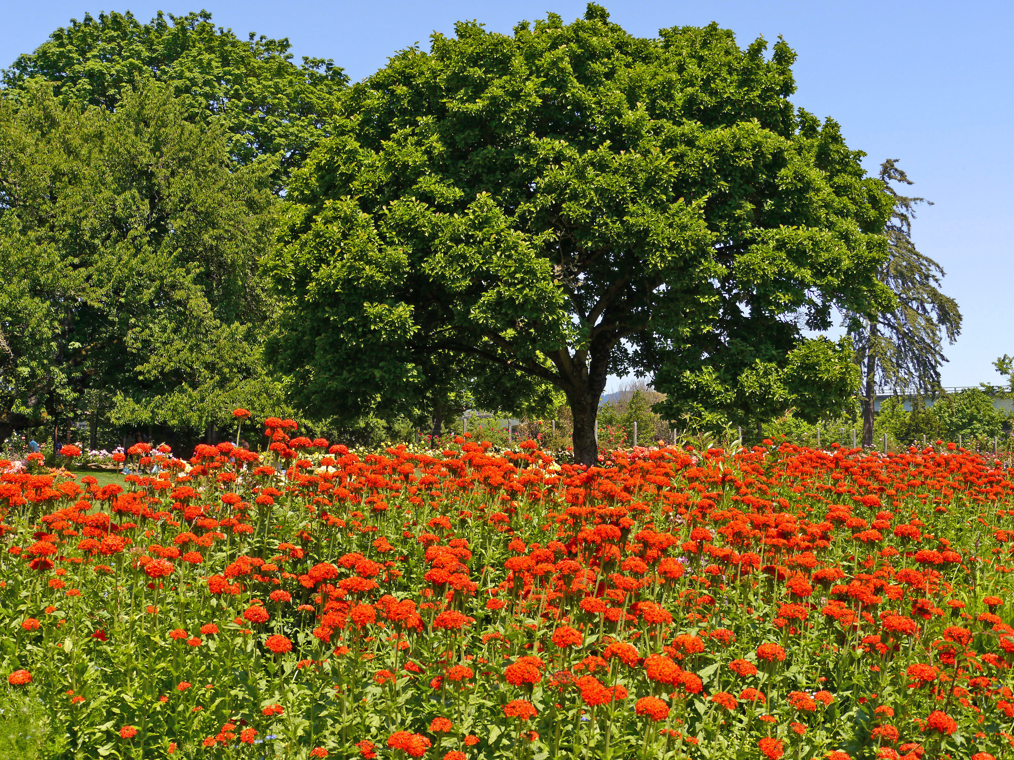 Nestled next to the Willamette River near the Washington/Jefferson Street bridge is the eight and a half-acre park known as Owen Rose Garden. In 1951, George E. Owen, a former Eugene city councilor and lumberman, donated five acres with his house to