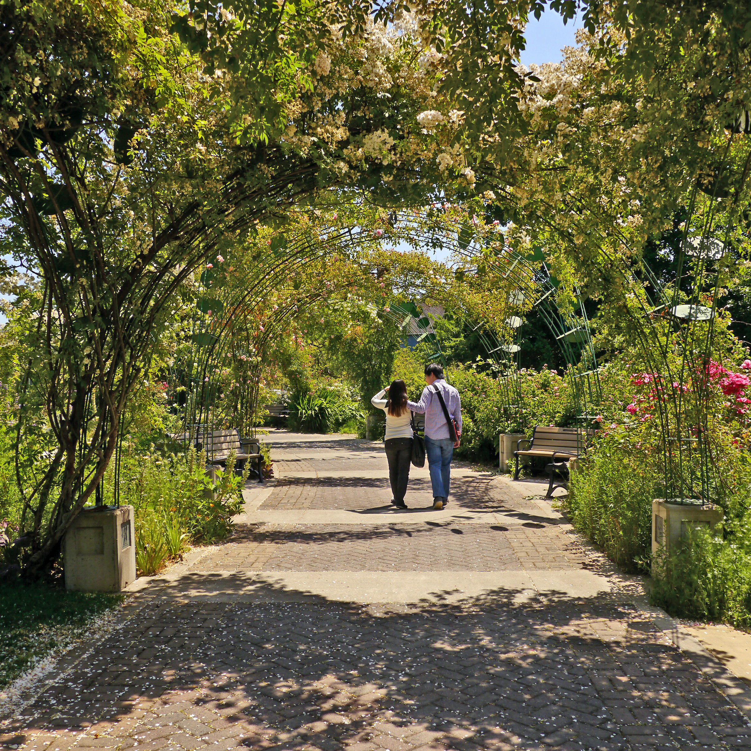 Nestled next to the Willamette River near the Washington/Jefferson Street bridge is the eight and a half-acre park known as Owen Rose Garden. In 1951, George E. Owen, a former Eugene city councilor and lumberman, donated five acres with his house to