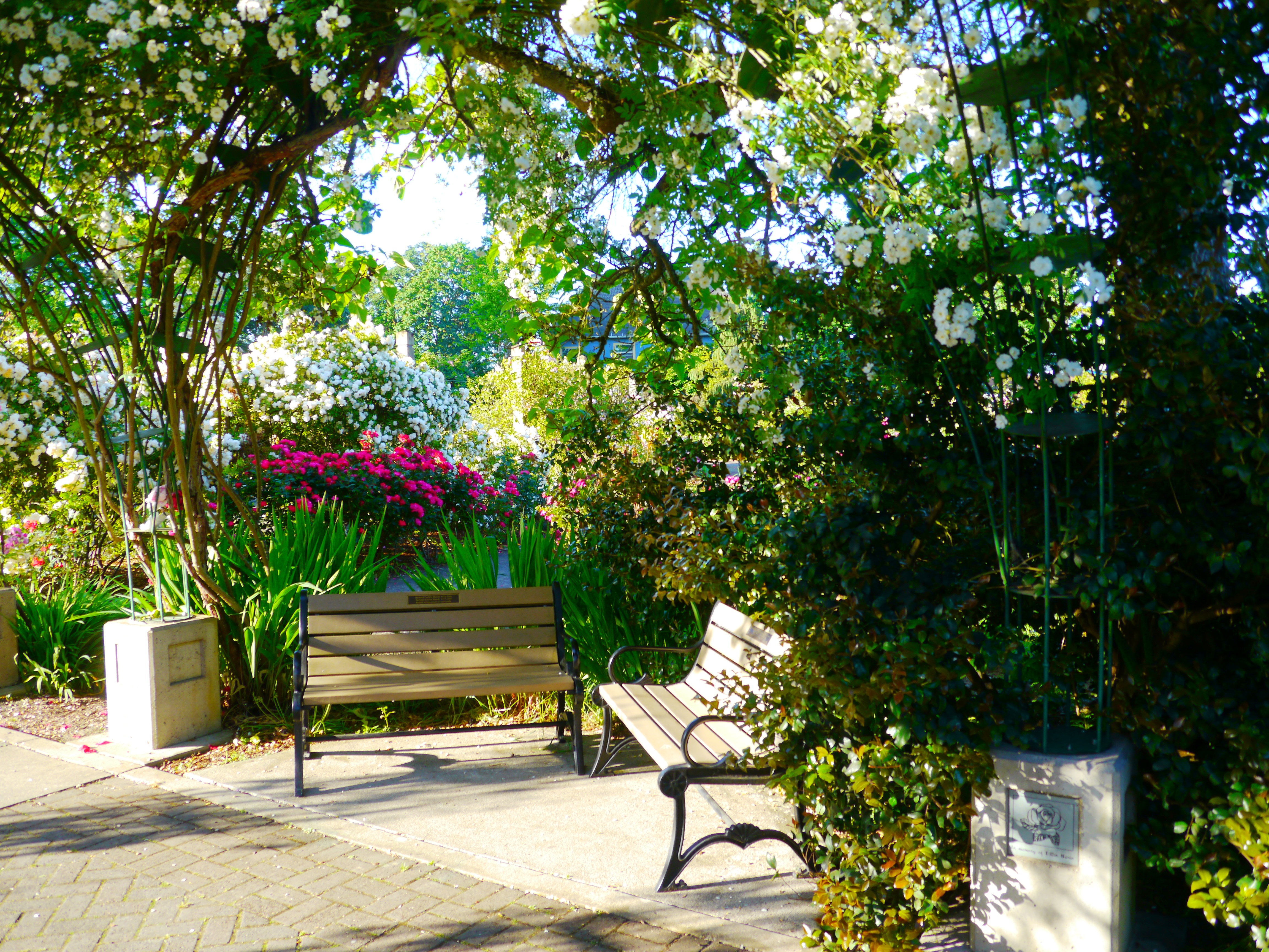 Nestled next to the Willamette River near the Washington Jefferson Street bridge is the eight and a half-acre park known as Owen Rose Garden. In 1951, George E. Owen, a former Eugene city councilor and lumberman, donated five acres with his house to