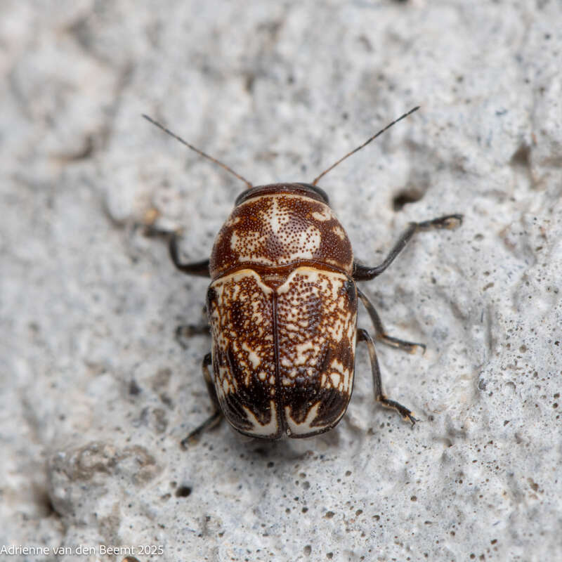 Pachybrachis snowi. Species of insect.