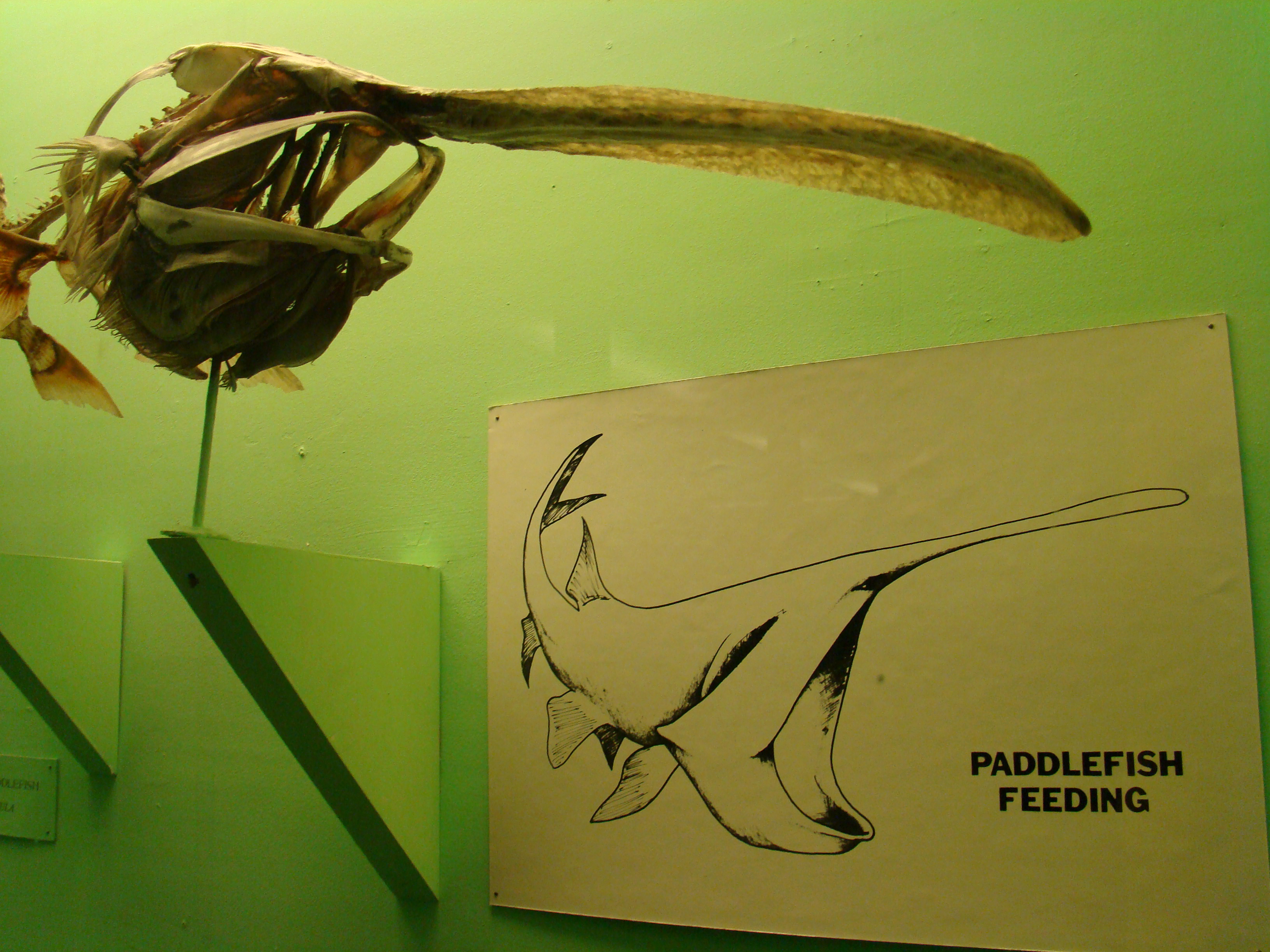 Harvard Museum of Natural History. Harvard University, Cambridge, Ma

Harvard Museum of Natural History. Harvard University, Cambridge, Ma