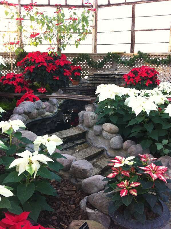 This image was taken at the Lincoln Park Conservatory in Chicago, IL