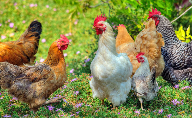 
500px provided description: Crazy Chickens!! [#flowers ,#birds ,#bird ,#flower ,#animals ,#animal ,#chickens ,#fowl ,#sigma 120-400 ,#HDR]