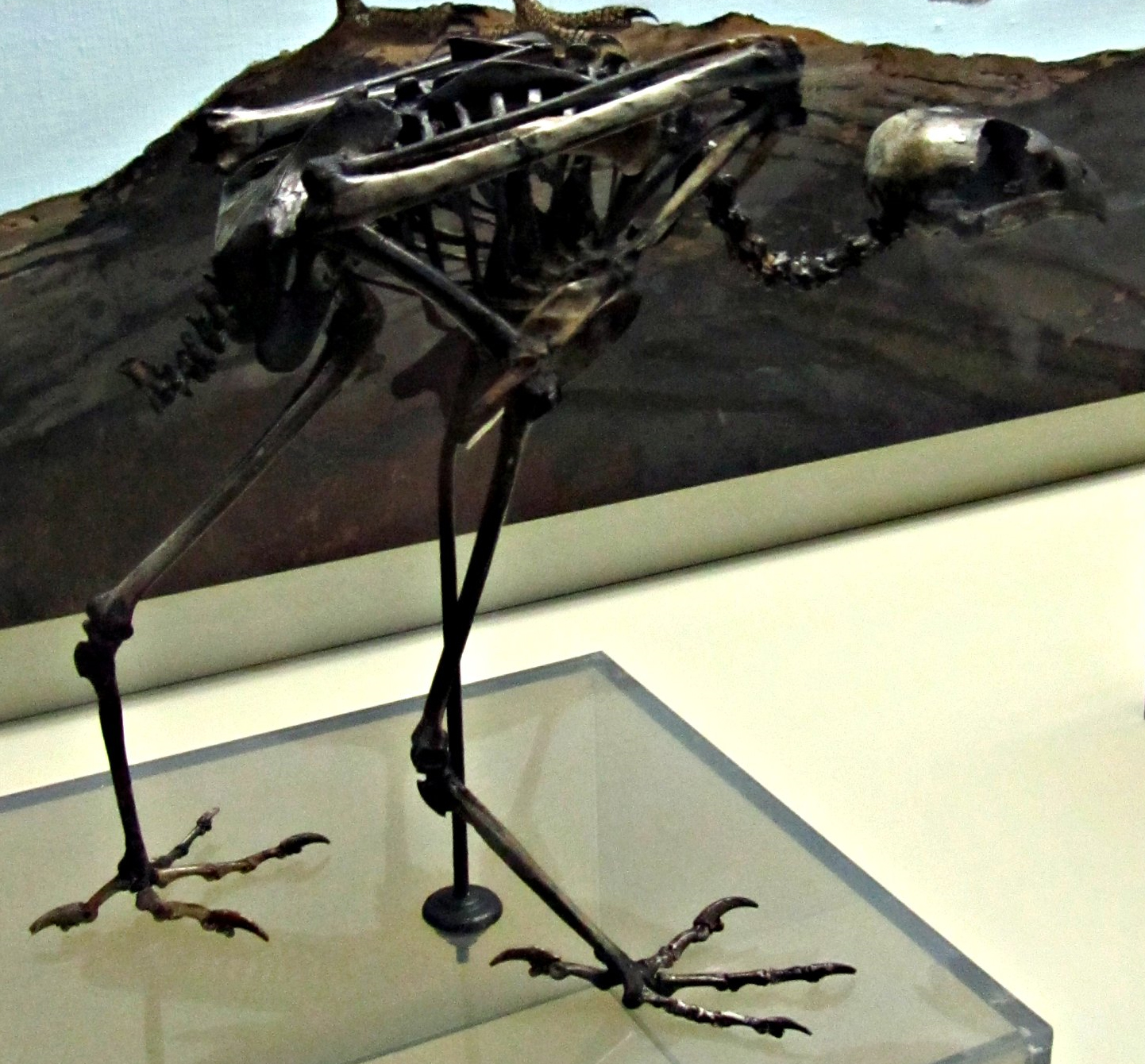 Extinct Polyborus prelutosus