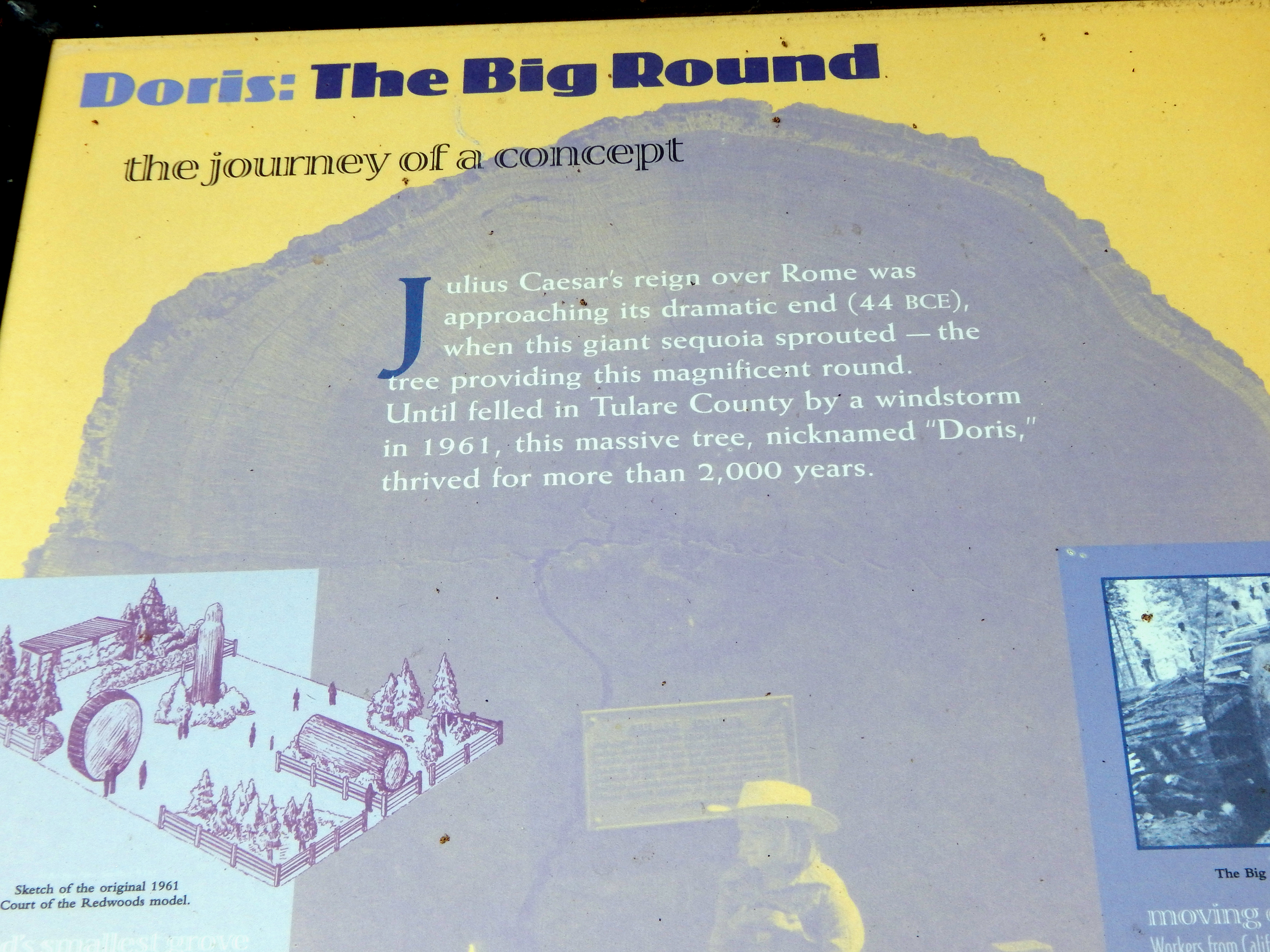The Big Round (Sequoia cross-section), information tablet, with diagram of the original Court of the Redwoods