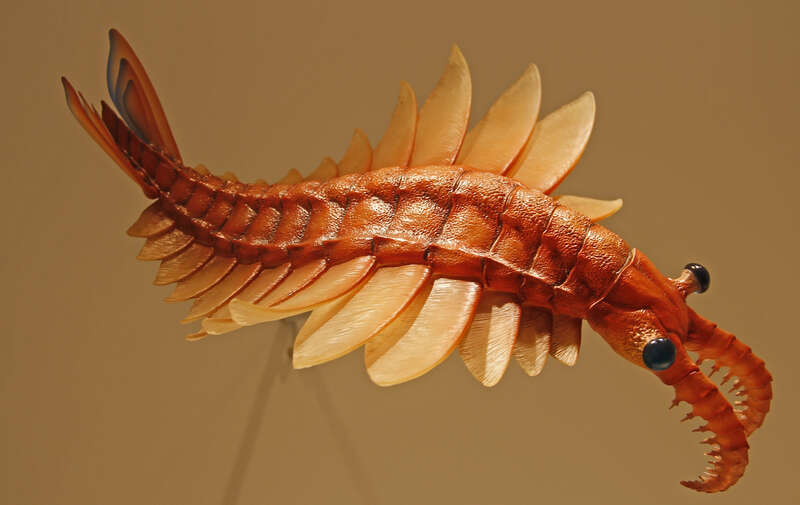 Early offshoots of an evolutionary line that led to modern crustaceans, the so-called anomalocaridids looked sort of like modern shrimp. This replica is created based on fossilized remains. Seen in the Houston Museum of Natural Science.