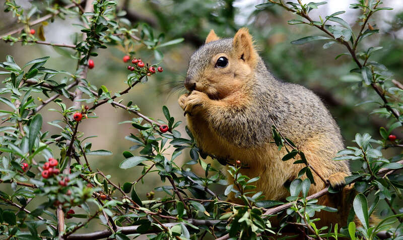 
500px provided description: A squirrely squirrel eating some ripe red berries. I though those one will make you sick if you eat them. Hmmm. [#red ,#winter ,#animals ,#tree ,#animal ,#wildlife ,#squirrel ,#berries ,#wild ,#eating ,#red berries]