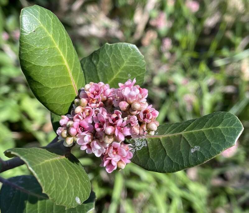Lemonade berry flowers. Pottery Canyon Natural Park, San Diego, California, USA.