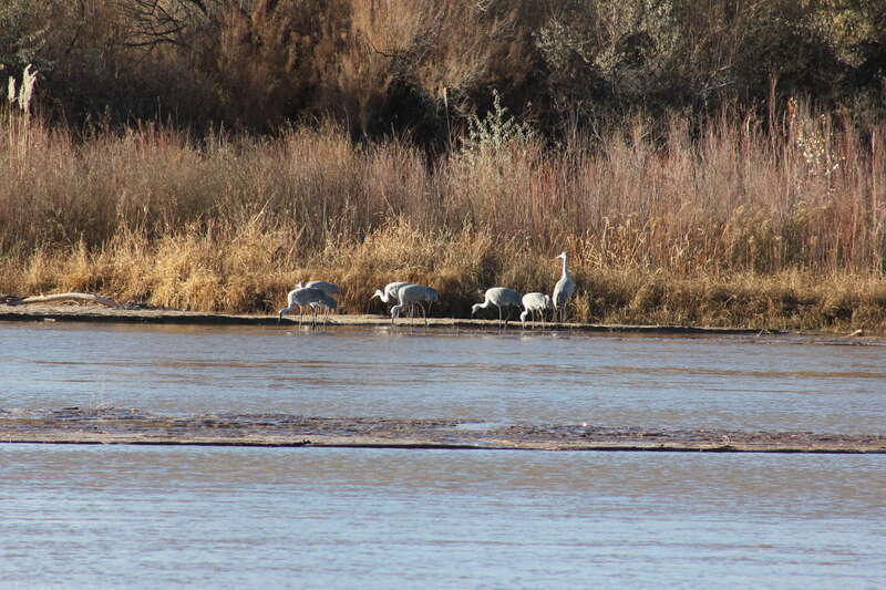 Rio Grande Cranes
