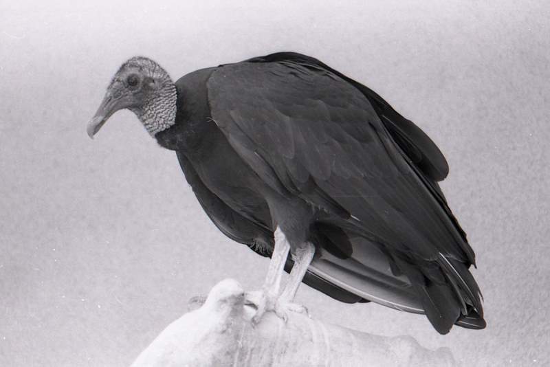 American Black Vulture (Coragyps atratus)  at Riverbanks Zoo, Columbia, South Carolina, ca. 1978. Scan from negative.