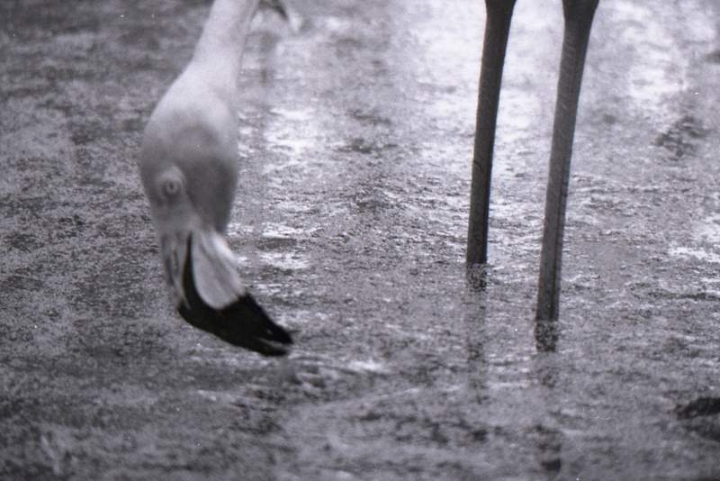 Flamingo at Riverbanks Zoo, Columbia, South Carolina, ca. 1978. Scan from negative.