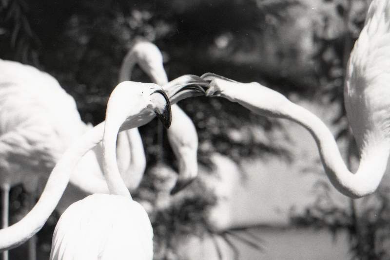 Flamingos at Riverbanks Zoo, Columbia, South Carolina, ca. 1978. Scan from negative.