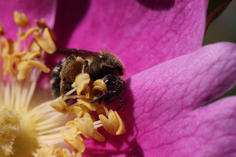Dwarf Rose, Wood Rose; Unidentified Hymenoptera