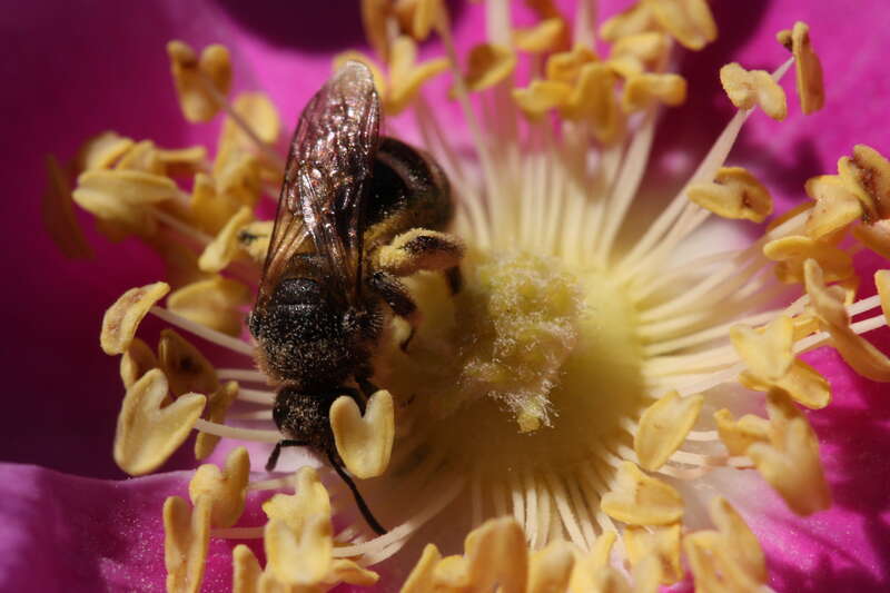 Dwarf Rose, Wood Rose; Unidentified Hymenoptera