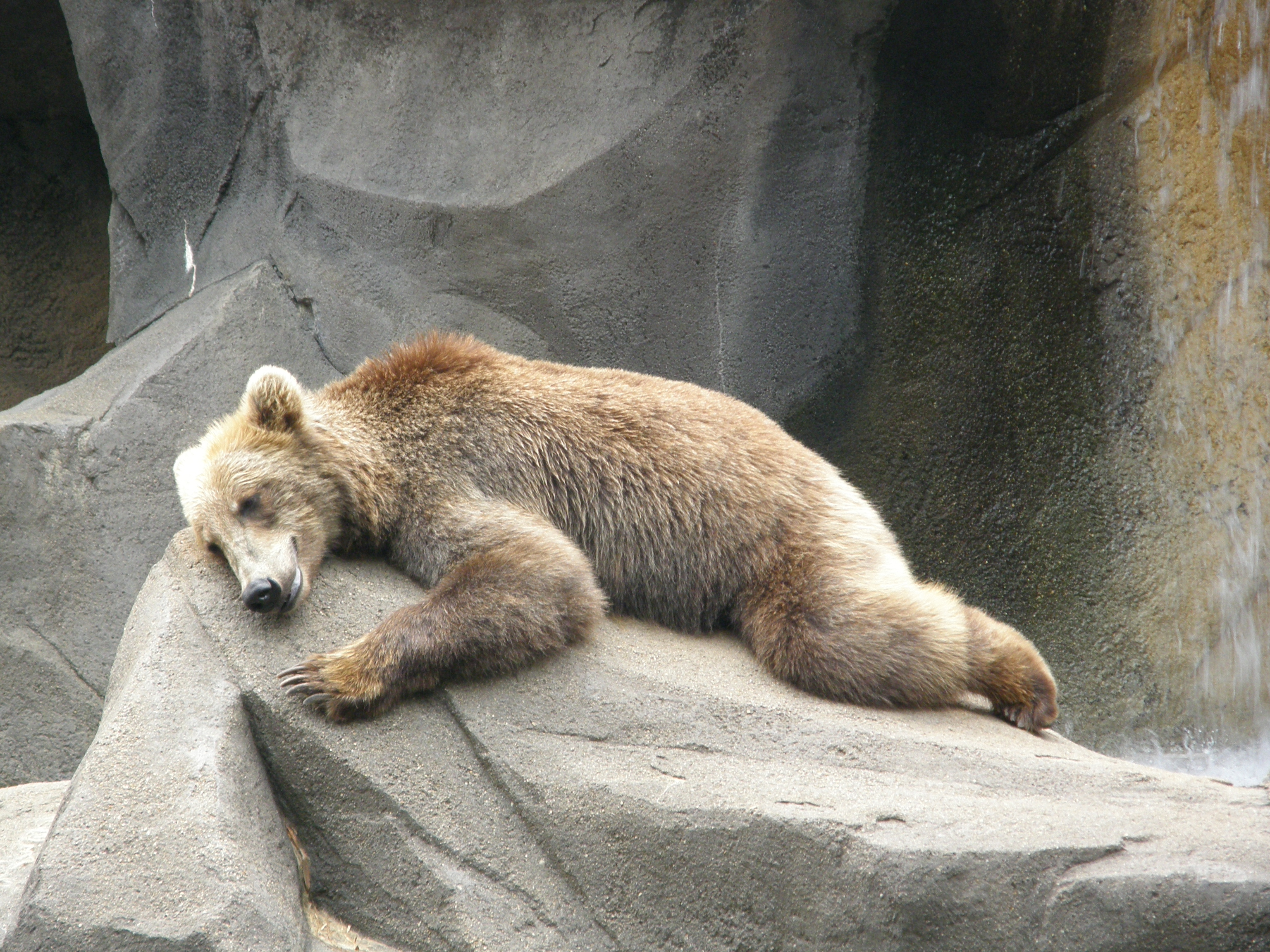 Bear reclining at Riverbanks Zoo in 2007 