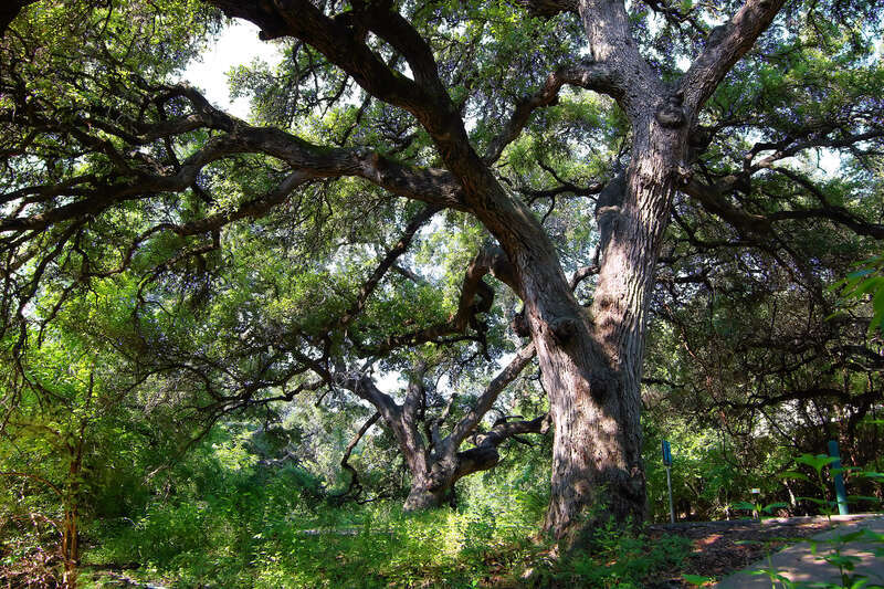 Seiders Oaks in Austin, Texas, United States are a grove of Texas live oak trees (Quercus fusiformis) that were designated a Recorded Texas Historic Landmark in 1967.