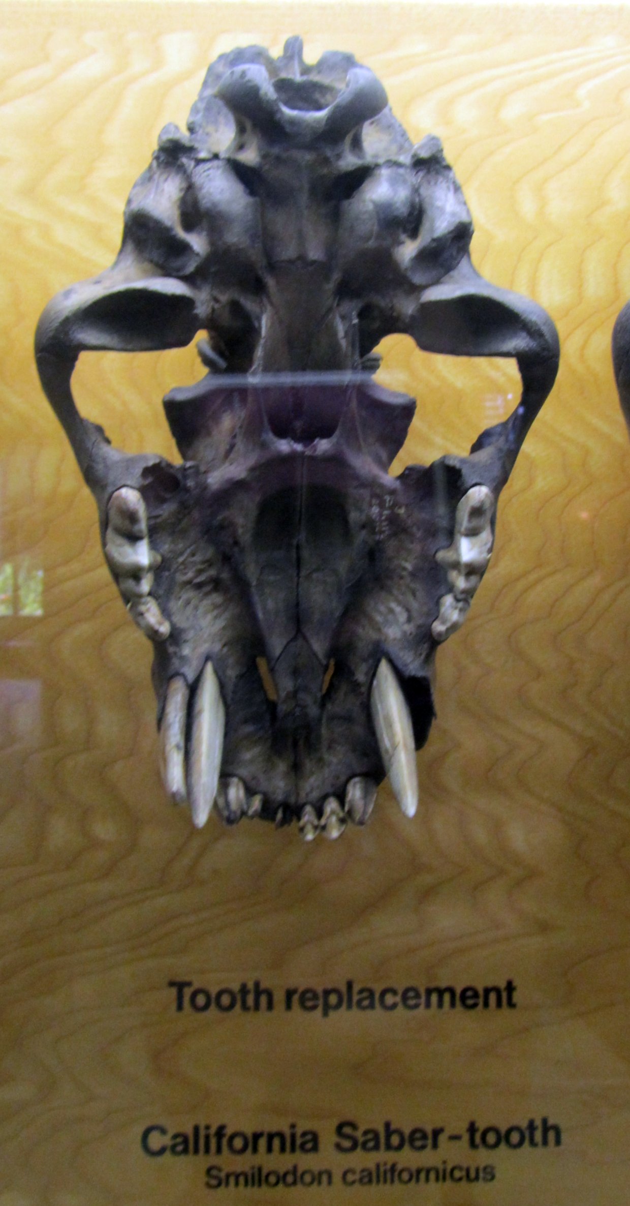 Tooth replacement in the California Saber-tooth cat Smilodon fatalis (jr synonym Smilodon californicus)