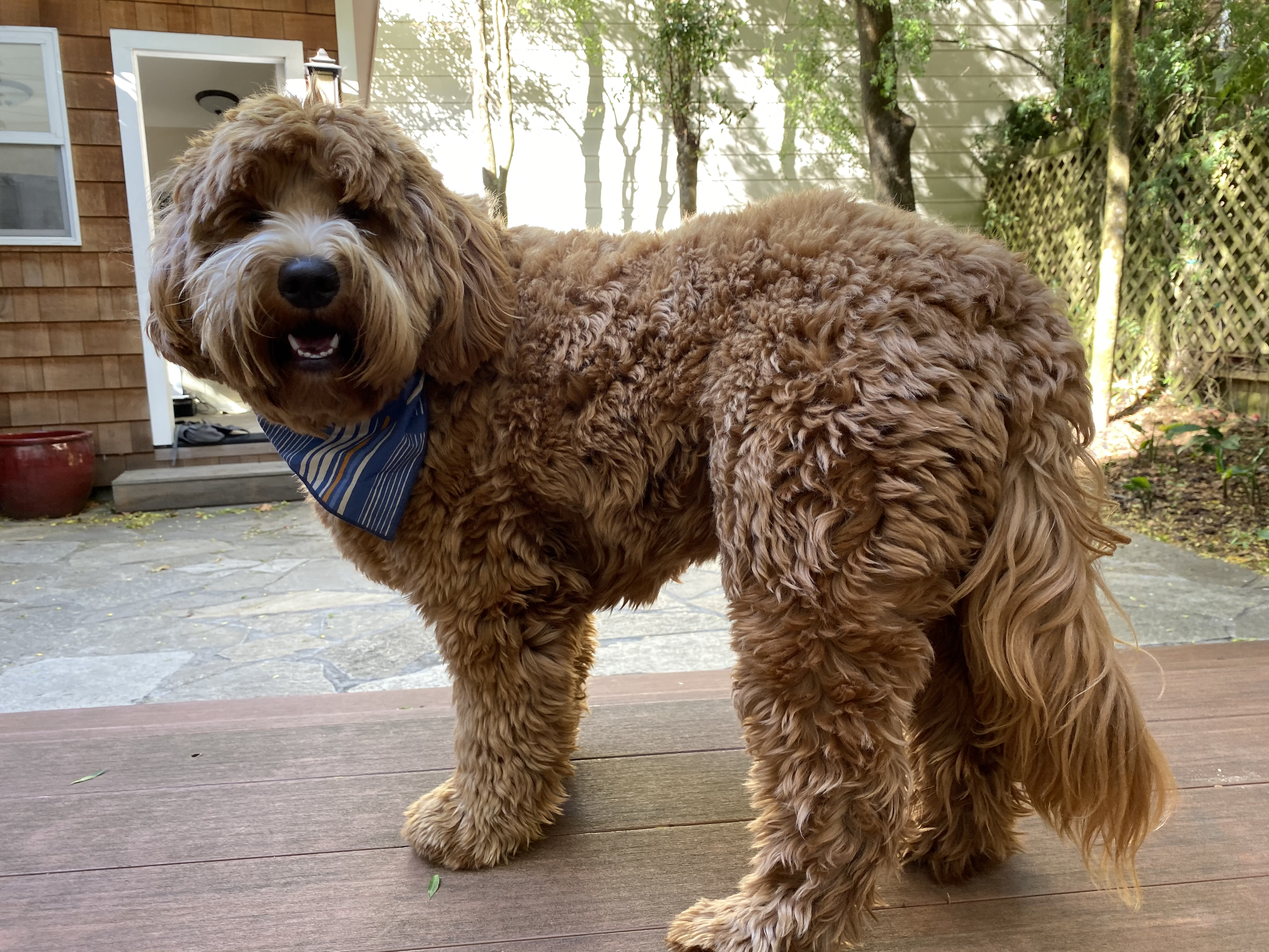 Mini+ golden doodle, 40 pounds