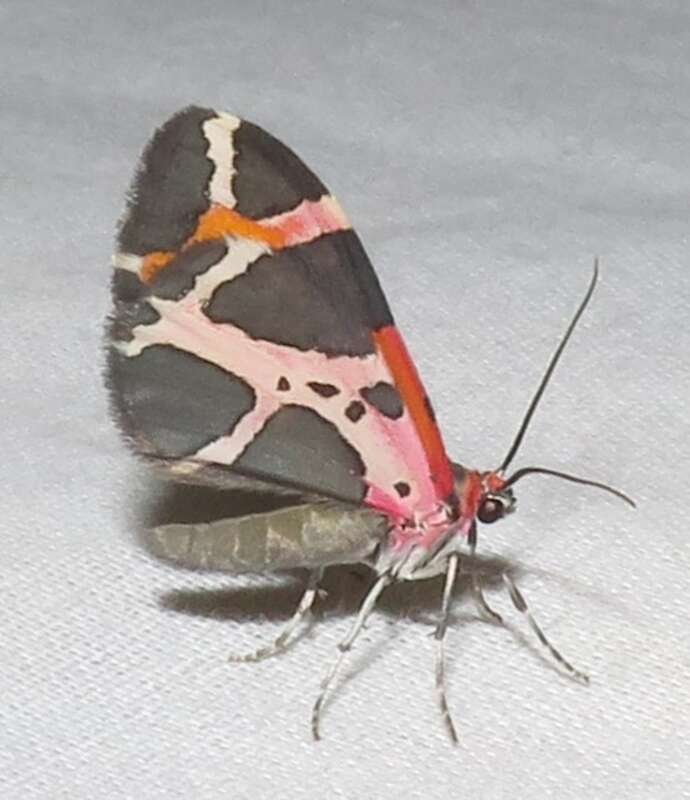 Stamnodes fervefactaria